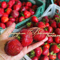 Клубника ФЛОРЕНТИНА (КРУПНОМЕР! ОГРОМНЫЙ КУСТ, УРОЖАЙ В ГОД ПОСАДКИ) Клубника ФЛОРЕНТИНА (КРУПНОМЕР! ОГРОМНЫЙ КУСТ, УРОЖАЙ В ГОД ПОСАДКИ)